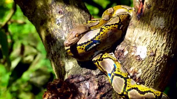 Beautiful Close Phyton Snake Rest Tree Zoom Motion — Stock Video