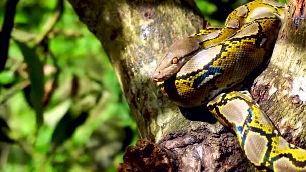 Belo Close Phyton Cobra Descansar Árvore Com Zoom Movimento — Vídeo de Stock