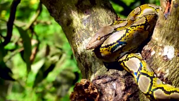 Belo Close Phyton Cobra Descansar Árvore Com Zoom Movimento — Vídeo de Stock