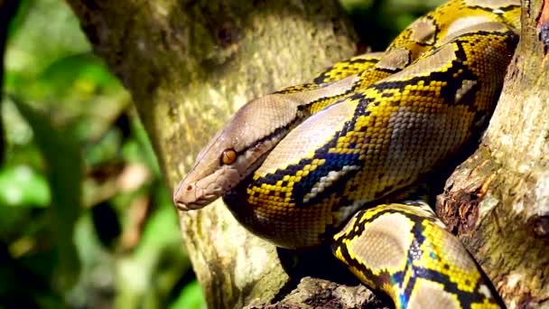 Belo Close Phyton Cobra Descansar Árvore — Vídeo de Stock