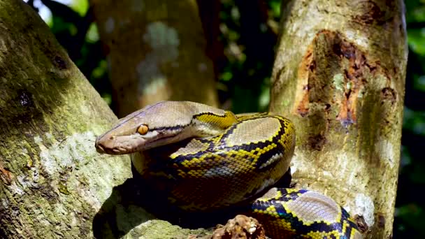 美丽的特写面对 Phyton 蛇休息和攀登在树上与变焦运动 — 图库视频影像