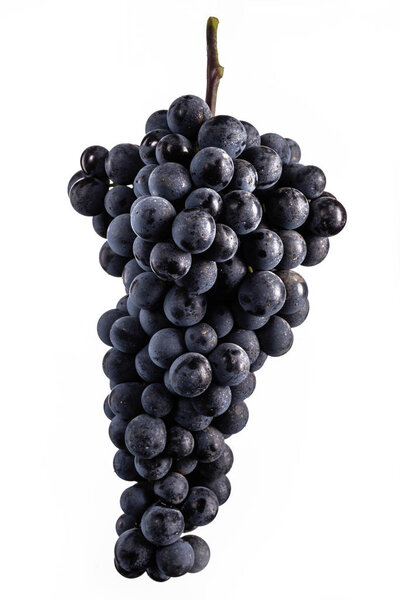 Ягоды темного гроздья винограда с капельками воды при низком освещении изолированы на белом фоне
