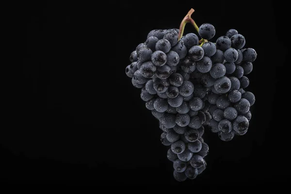 Berries of dark bunch of grape  in low light isolated on black background — Stock Photo, Image