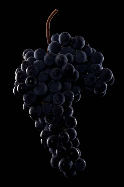 Berries of dark bunch of grape  in low light isolated on black background — Stock Photo, Image