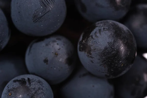 Close up, bagas de cacho escuro de uva com gotas de água em baixa luz isolada em fundo preto — Fotografia de Stock