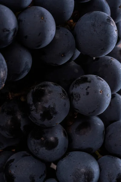 Gros plan, baies de raisin foncé avec des gouttes d'eau dans une faible lumière isolée sur fond noir — Photo