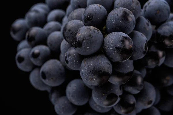 Nahaufnahme, Beeren dunkler Trauben mit Wassertropfen bei schwachem Licht isoliert auf schwarzem Hintergrund — Stockfoto