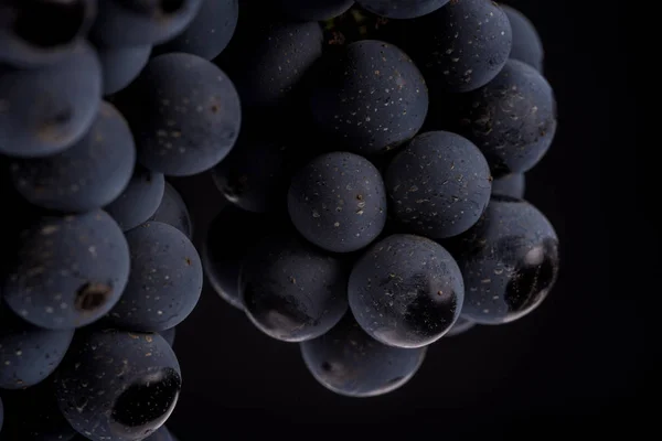Közel, bogyók a sötét csomó szőlő víz csepp-ban alacsony könnyű elszigetelt fekete háttér — Stock Fotó