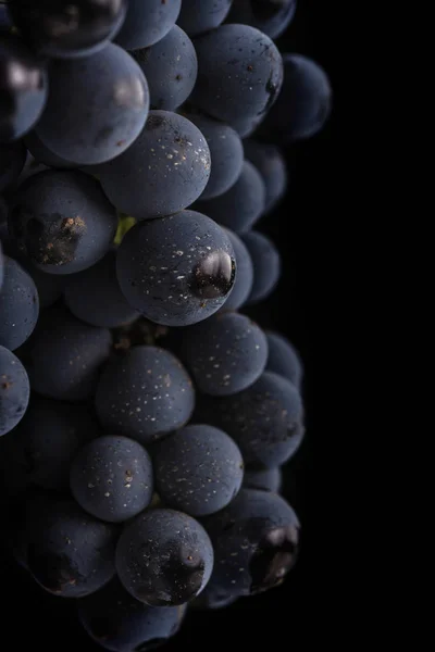 Крупный план, ягоды из темного гроздья винограда с капли воды в низком свете изолированы на черном фоне — стоковое фото