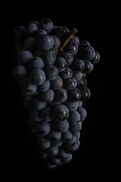 Berries of dark bunch of grape  in low light isolated on black background