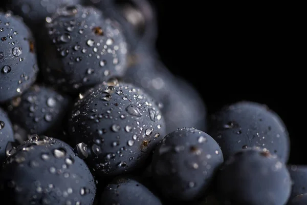 De cerca, bayas de racimo oscuro de uva con gotas de agua en baja luz aisladas sobre fondo negro — Foto de Stock