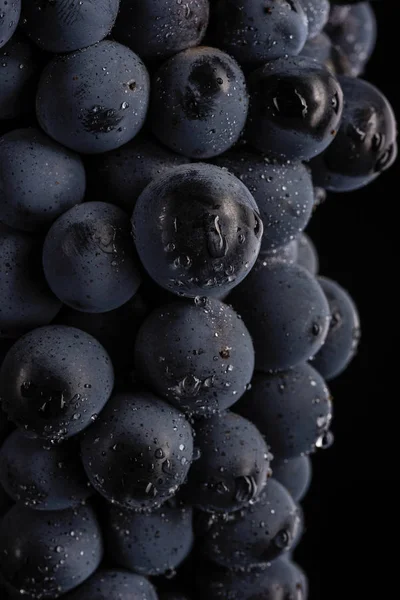 De cerca, bayas de racimo oscuro de uva con gotas de agua en baja luz aisladas sobre fondo negro — Foto de Stock