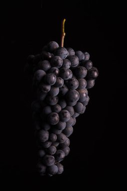 Meyveleri koyu siyah arka plan üzerine izole düşük ışıkta üzüm demet