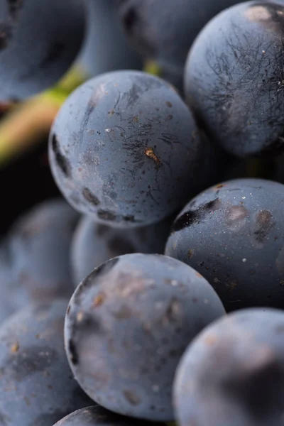 Close up, bagas de cacho escuro de uva com gotas de água em baixa luz isolada em fundo preto — Fotografia de Stock