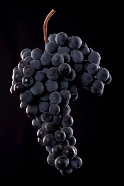 Berries of dark bunch of grape  in low light isolated on black background — Stock Photo, Image