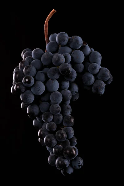 Bagas de cacho escuro de uva em pouca luz isoladas em fundo preto — Fotografia de Stock