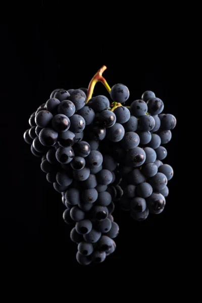 Berries of dark bunch of grape  in low light isolated on black background — Stock Photo, Image