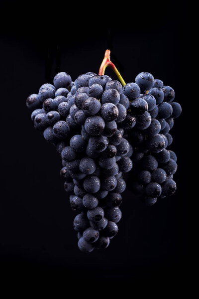 Ягоды темного гроздья винограда при низком освещении изолированы на черном фоне
