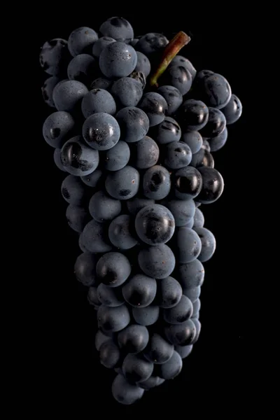 Berries of dark bunch of grape  in low light isolated on black background — Stock Photo, Image