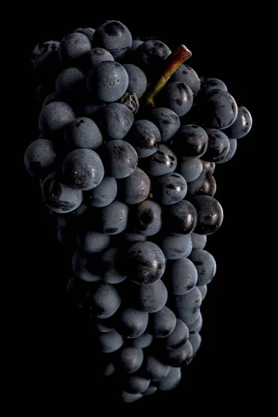 Berries of dark bunch of grape  in low light isolated on black background — Stock Photo, Image