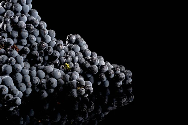 Bayas de racimo oscuro de uva en baja luz aisladas sobre fondo negro —  Fotos de Stock