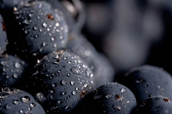Szőlő-ban alacsony könnyű elszigetelt fekete háttér sötét csomó bogyók — Stock Fotó