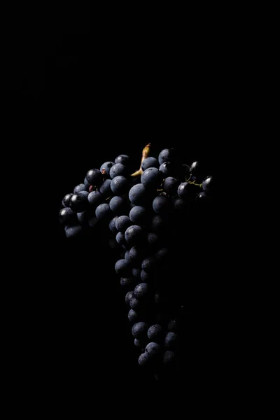 Bayas de racimo oscuro de uva en baja luz aisladas sobre fondo negro — Foto de Stock