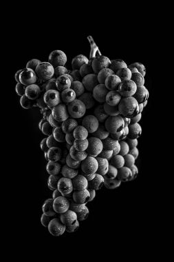 Berries of dark bunch of grape with water drops in low light iso clipart