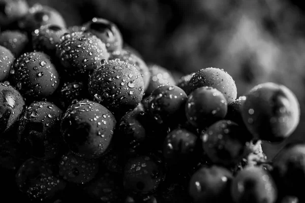 Close-up, bagas de cacho escuro de uva com gotas de água em baixo — Fotografia de Stock