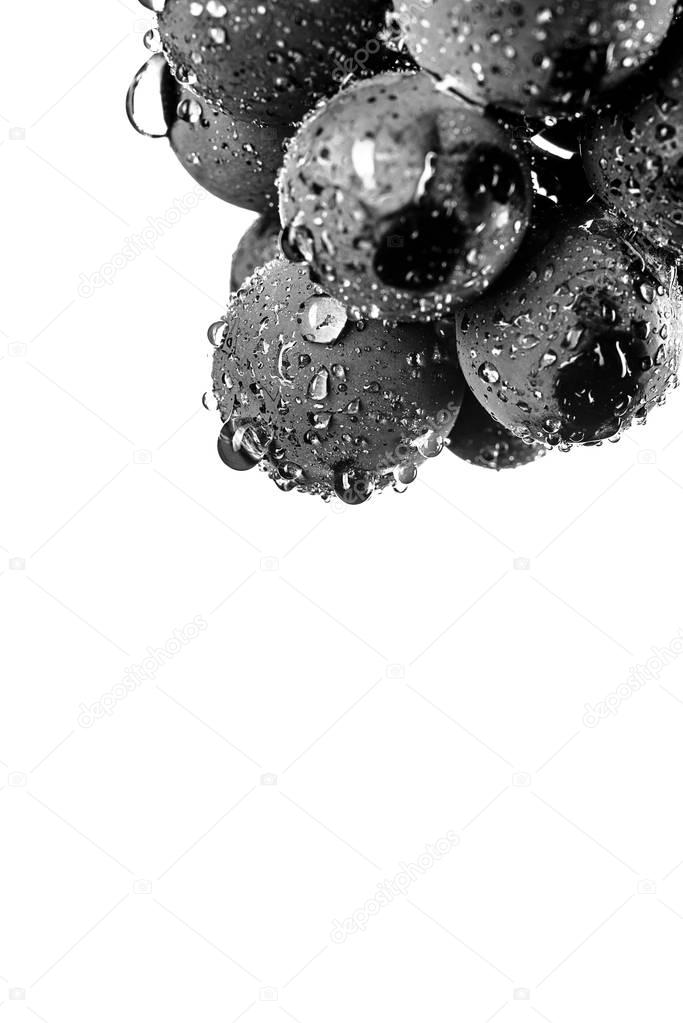 Berries of dark bunch of grape  in low light isolated on white b