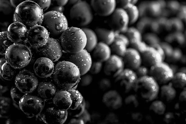 Γκρο πλαν, απομονωμένη μούρα από σκούρο Τσαμπί σταφυλιού σε συνθήκες χαμηλού φωτισμού — Φωτογραφία Αρχείου