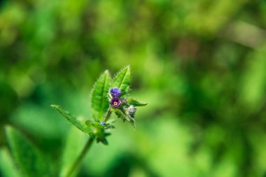 bokeh arka plan üzerinde çiçek 