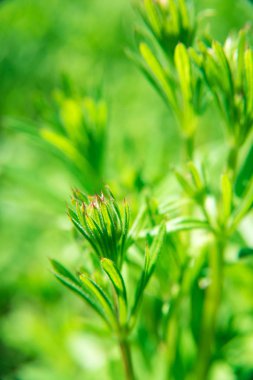 bokeh arka plan üzerinde çiçek 