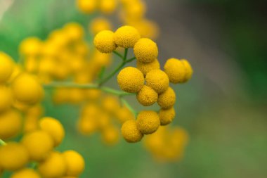 bokeh arka plan üzerinde çiçek 