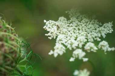 bokeh arka plan üzerinde çiçek 