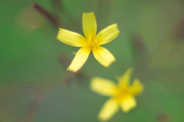 bokeh arka plan üzerinde çiçek 