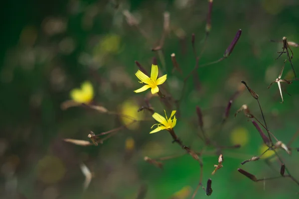 Fleur sur fond bokeh — Photo