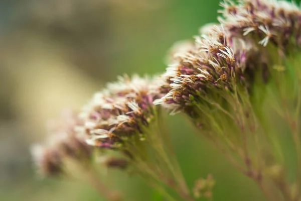 Bokeh 배경 꽃 — 스톡 사진