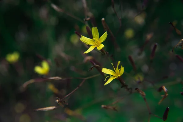 Bokeh 배경 꽃 — 스톡 사진