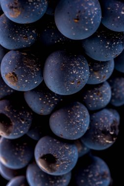 üzüm üzüm, izole su damla, makro çekim, siyah adam