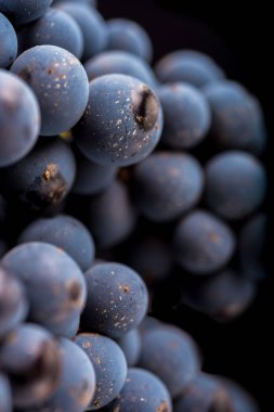 üzüm üzüm, izole su damla, makro çekim, siyah adam