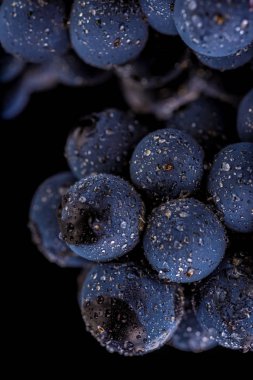 üzüm üzüm, izole su damla, makro çekim, siyah adam