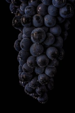 üzüm üzüm, izole su damla, makro çekim, siyah adam
