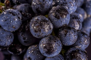 üzüm üzüm, izole su damla, makro çekim, siyah adam