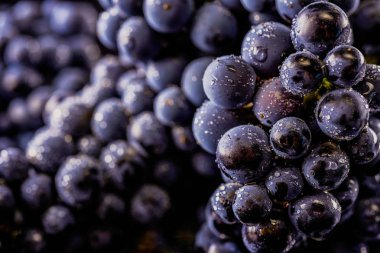 üzüm üzüm, izole su damla, makro çekim, siyah adam