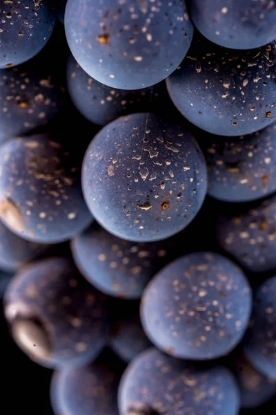 Vides de uva aisladas, gotas de agua, macro shot, fondo negro — Foto de Stock