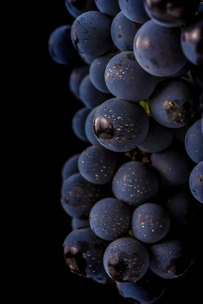 Vides de uva aisladas, gotas de agua, macro shot, fondo negro —  Fotos de Stock