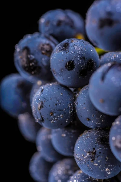 Виноградні лози ізольовані, краплі води, макро дріб, чорний фон — стокове фото