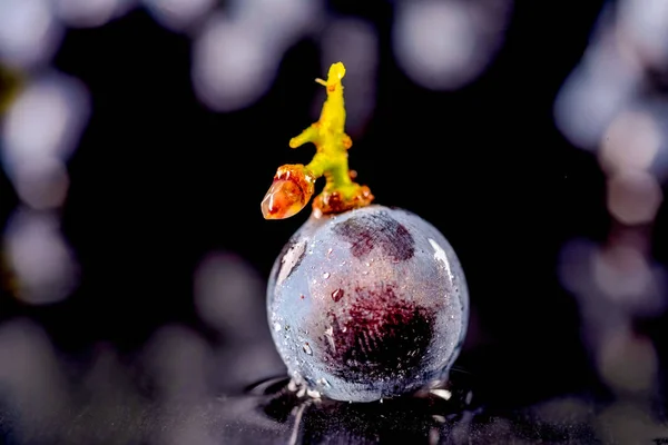 Videiras isoladas, gotas de água, macro shot, fundo preto — Fotografia de Stock