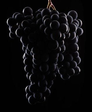 Portre, koyu siyah izole arka plan, makro çekim, su düşük ışıkta üzüm demet keser, berry taş 